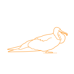 Animals Seabirds Magnificent Frigatebird Svg Line Art, Free Vectors File